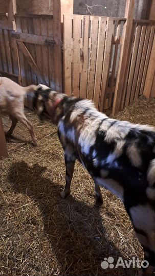 Англо нубийский козел