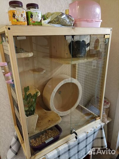 Шиншилла с витриной