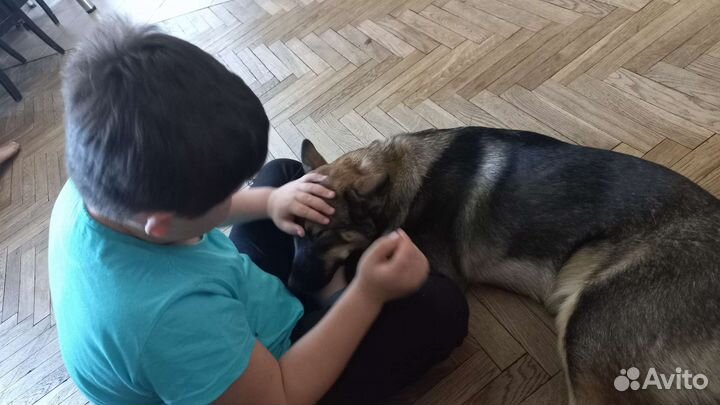 Собака бесплатно в добрые руки