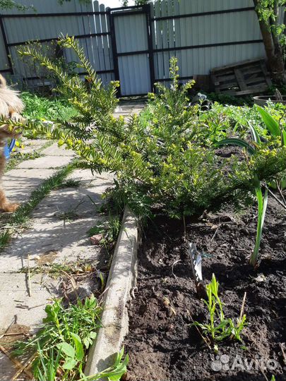 Тис ягодный, хвойники