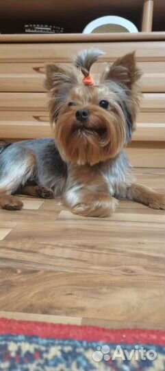 Йорк мини вязка