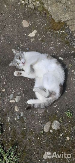 Кошка-охотница