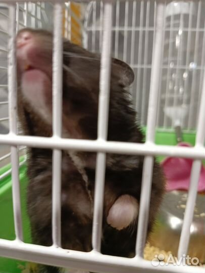 Сирийские хомячки