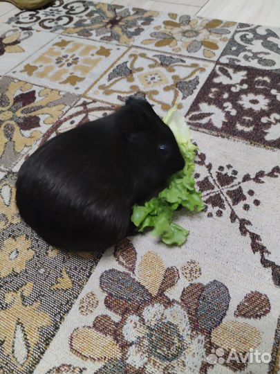 Морская свинка с клеткой бесплатно