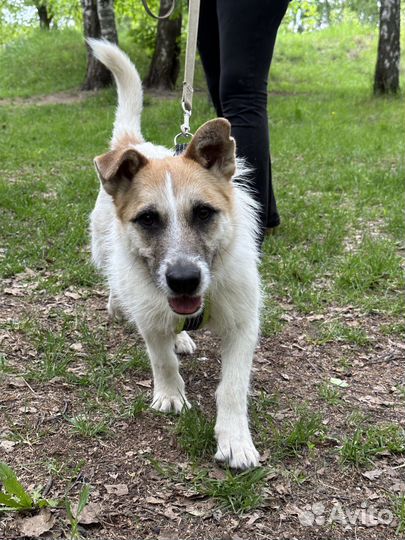 Трогательная Снежка ищет дом, в добрые руки