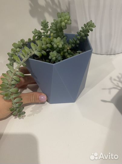 Очиток моргана суккулент