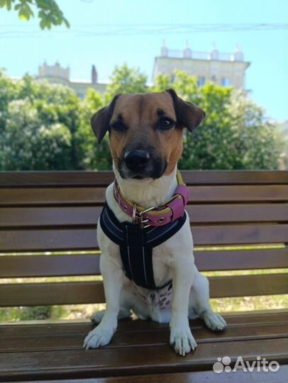 Вязка собак джек рассел