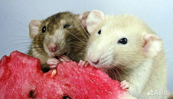 Передержка животных