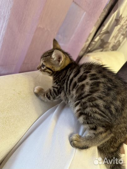 Бенгальский котенок девочка