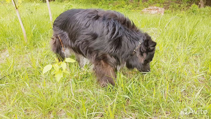 Найт - песик, который вас осчастливит