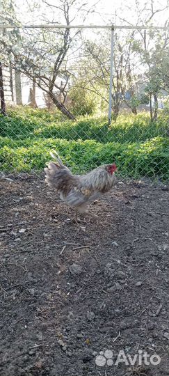 Селезни индоуток, петух