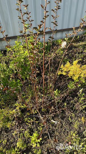 Куст Пузыреплодник