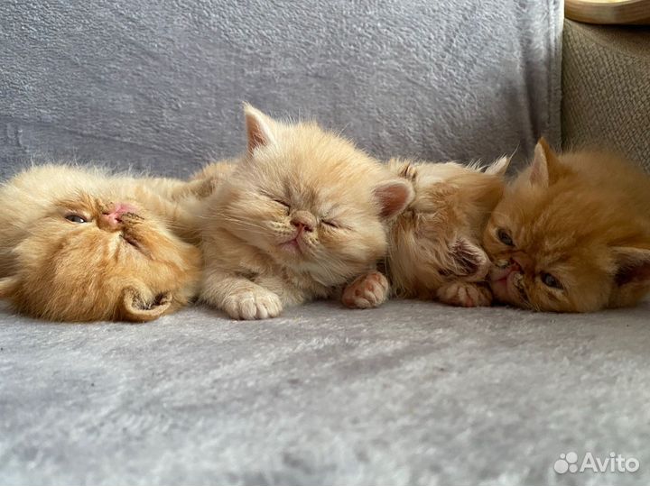 Персидские котята