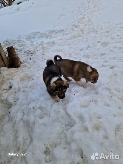 Продам щенков лайки