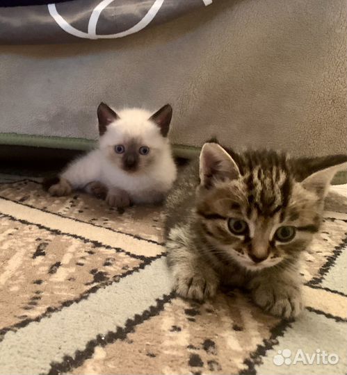 Котята сиамские
