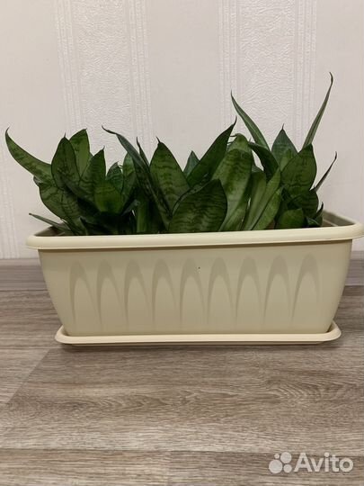 Сансевиерия