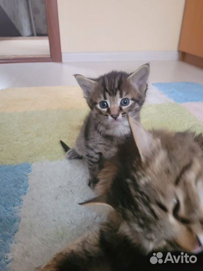 Котята в добрые руки бесплатно