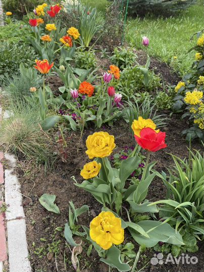 Цветы букет тюльпаны