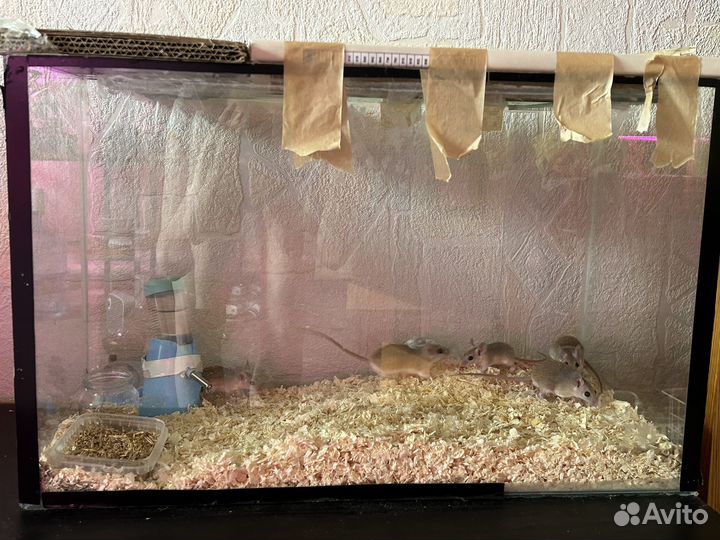 Акомисы (Иглистые мыши)