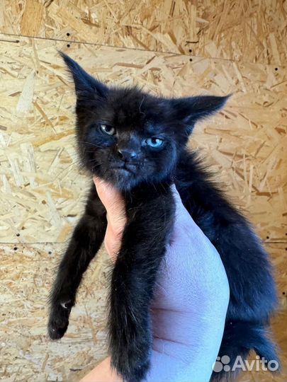 Черный котенок в добрые руки
