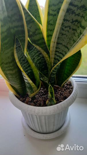 Сансевьерия 4 вида