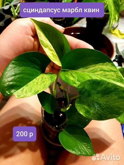 Комнатные растения