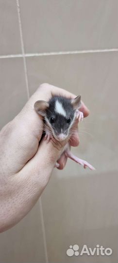 Крысята крыса крысята дамбо