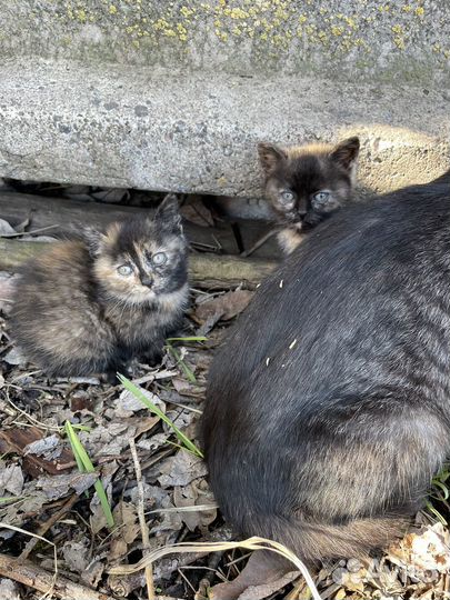 Котята