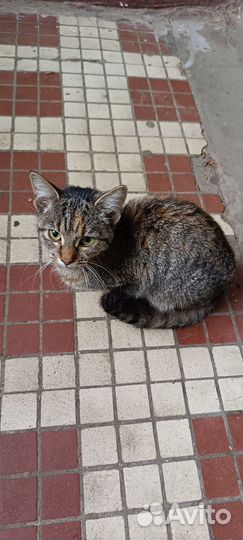 Кошка бесплатно