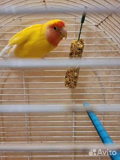 Попугай неразлучник девочка