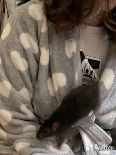 Декоротивные крыски (2 мальчика) + всё для них