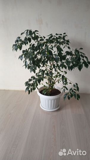 Фикус бенджамина