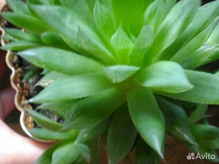 Продам цветы