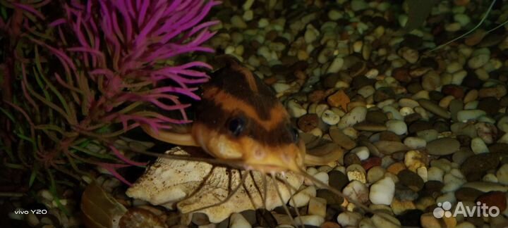 Сомик Платидорас