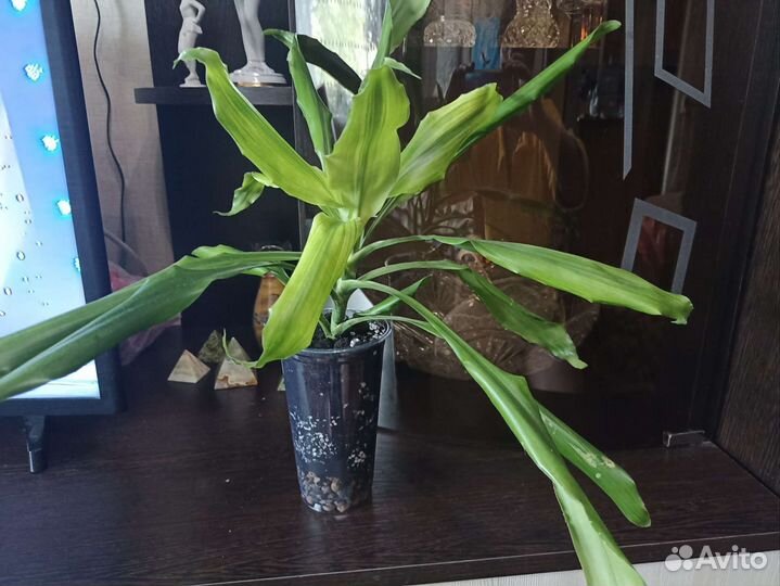 Драцена душистая Голден Кост