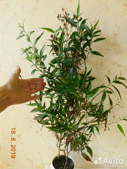 Комнатный цветок 