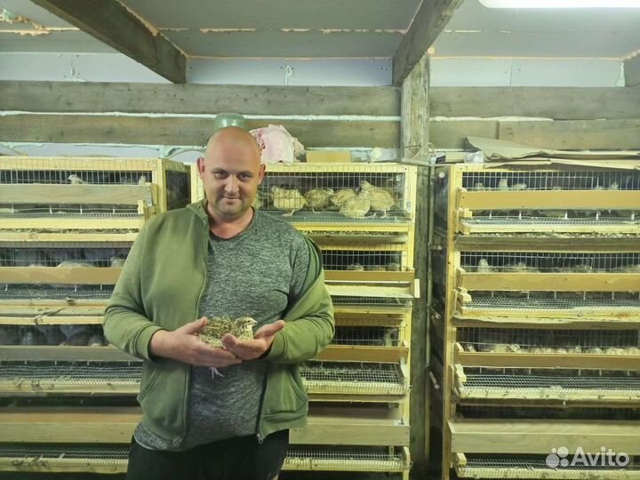 Перепела.инкубационнок яйцо