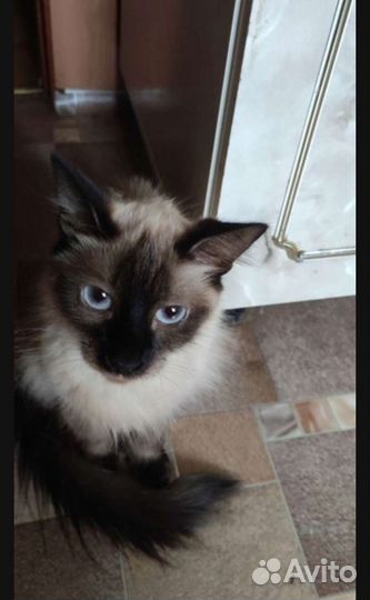 Отдам кошек