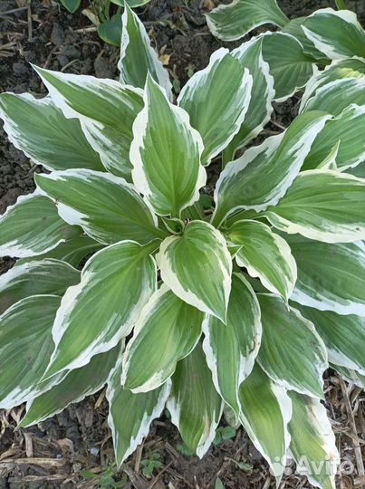 Хоста (многолетник)