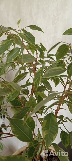 Фикус бенджамина