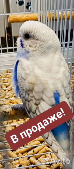 В продаже девочка птенец, возраст 2 месяца