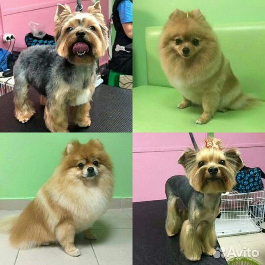 Стрижка кошек и собак, экспресс-линька Краснодар