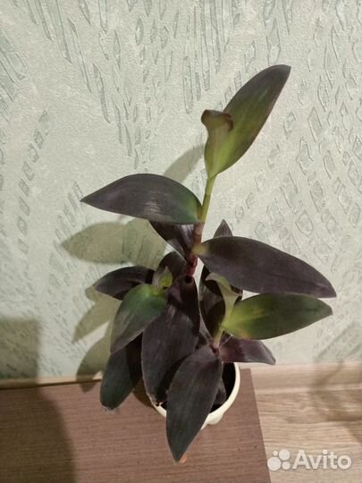 Комнатные растения