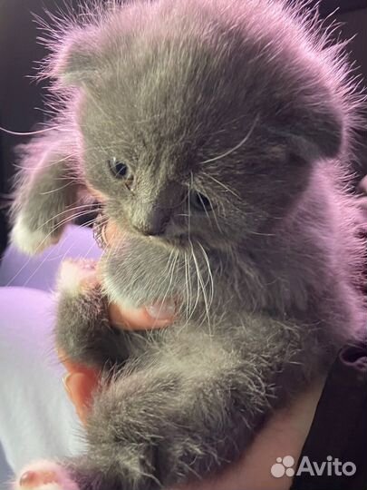 Шотландский вислоухий кот