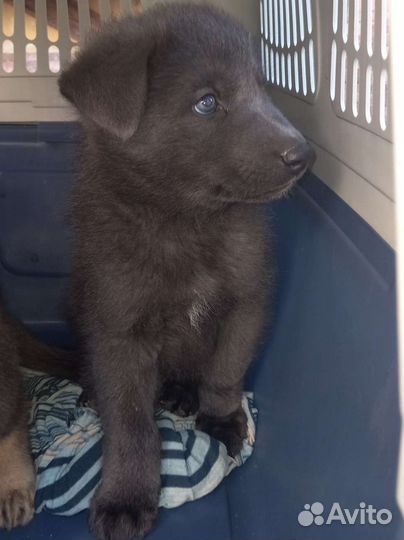 Сибирская Лесная Овчарка