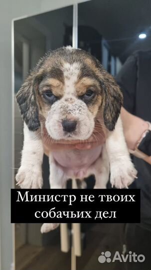 Бигль