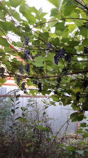 Дача 16 м² на участке 4 сот.