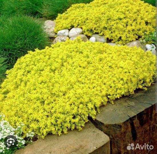 Почво покровное очиток