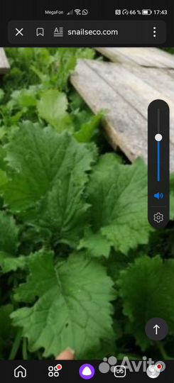 Семена перко