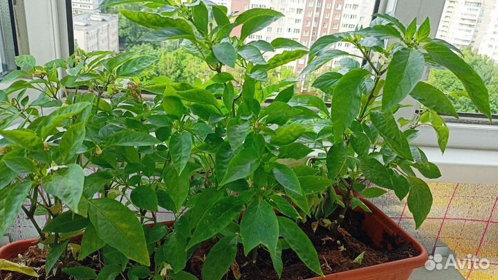 Двухкомпонентное удобрение для растений